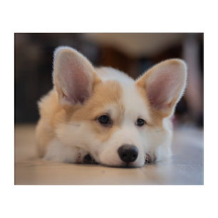 Cutest Baby Animals Sleepy Corgi Puppy Acrylic Print