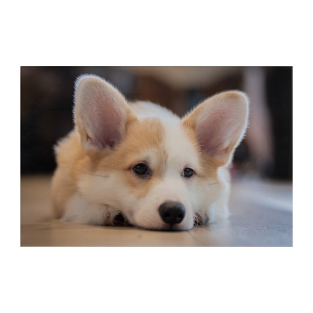 Cutest Baby Animals | Sleepy Corgi Puppy Acrylic Print (Front)
