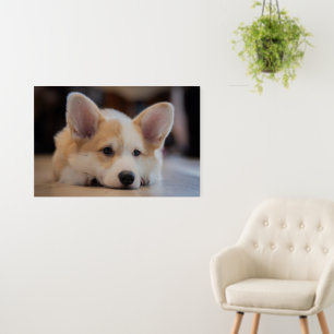Cutest Baby Animals Sleepy Corgi Puppy Foam Board