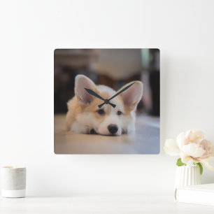 Cutest Baby Animals Sleepy Corgi Puppy Square Wall Clock