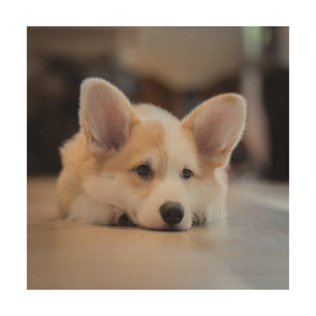 Cutest Baby Animals | Sleepy Corgi Puppy Wood Wall Art (Front)