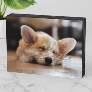 Cutest Baby Animals   Sleepy Corgi Wooden Box Sign
