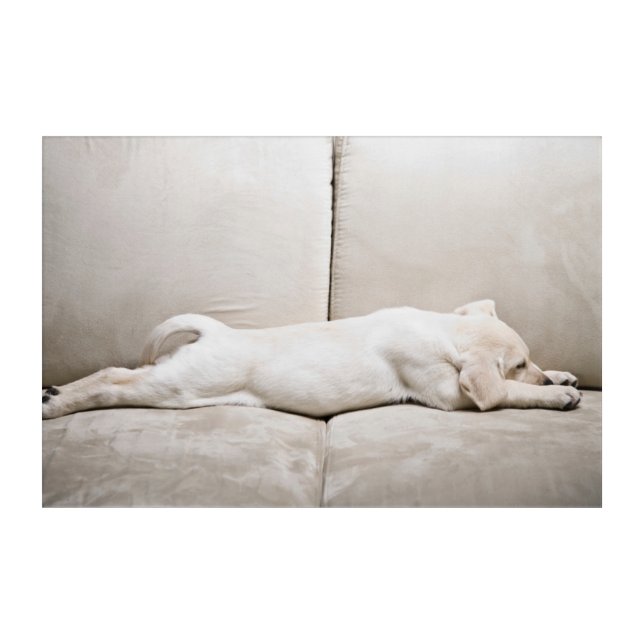 Cutest Baby Animals | Sleepy Yellow Labrador Puppy Acrylic Print (Front)