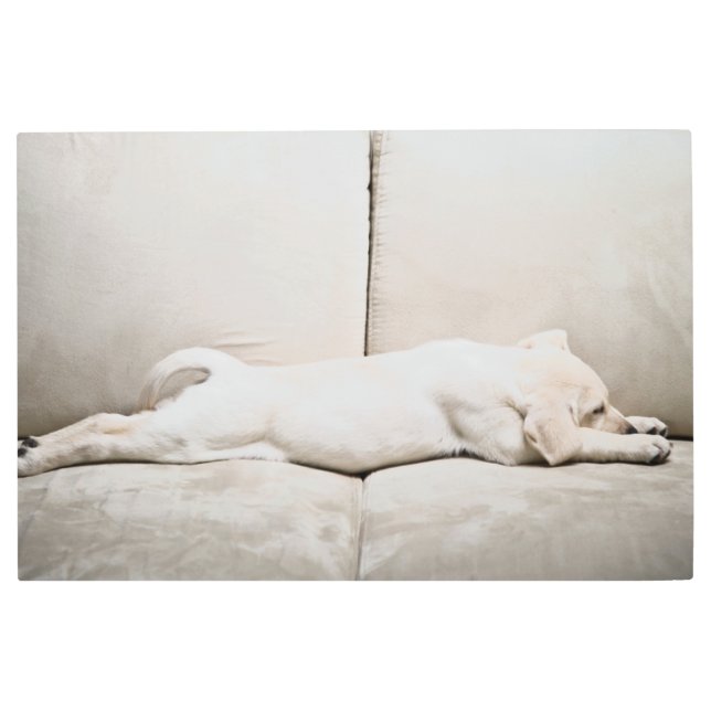 Cutest Baby Animals | Sleepy Yellow Labrador Puppy Metal Print (Front)