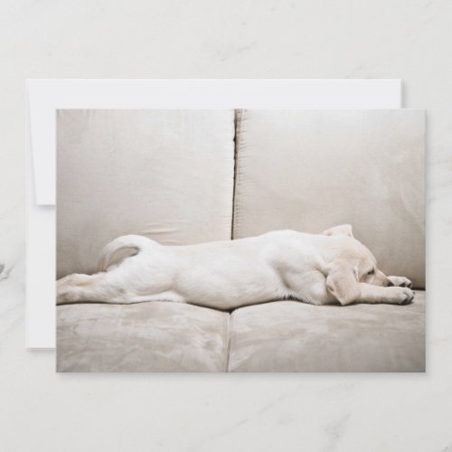 Cutest Baby Animals  Sleepy Yellow Labrador Puppy Thank You Card