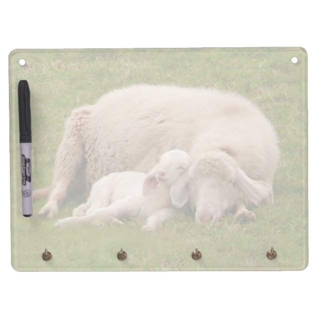 Cutest Baby Animals | Smiling Sleeping Lamb Dry Erase Board With Keychain Holder (Front)