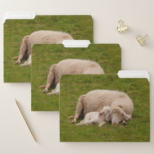 Cutest Baby Animals Smiling Sleeping Lamb File Folder