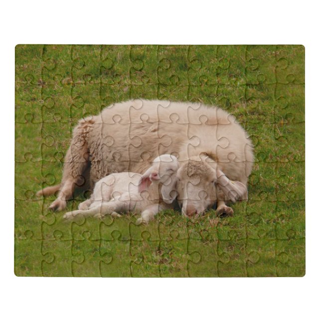 Cutest Baby Animals | Smiling Sleeping Lamb Jigsaw Puzzle (Puzzle Horizontal)