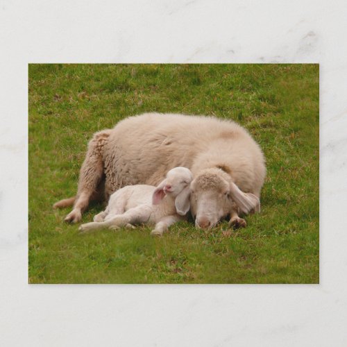 Cutest Baby Animals  Smiling Sleeping Lamb Postcard