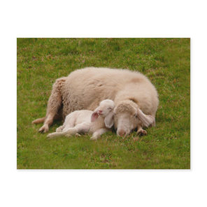 Cutest Baby Animals | Smiling Sleeping Lamb Postcard