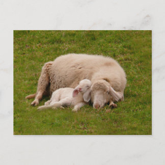 Cutest Baby Animals | Smiling Sleeping Lamb Postcard