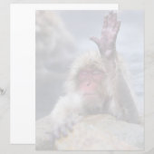 Cutest Baby Animals | Snow Monkey Face (Front/Back)
