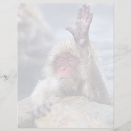 Cutest Baby Animals | Snow Monkey Face (Front)