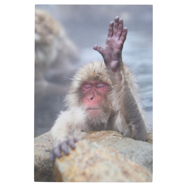 Cutest Baby Animals | Snow Monkey Face Metal Print (Front)