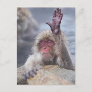 Cutest Baby Animals Snow Monkey Face Postcard