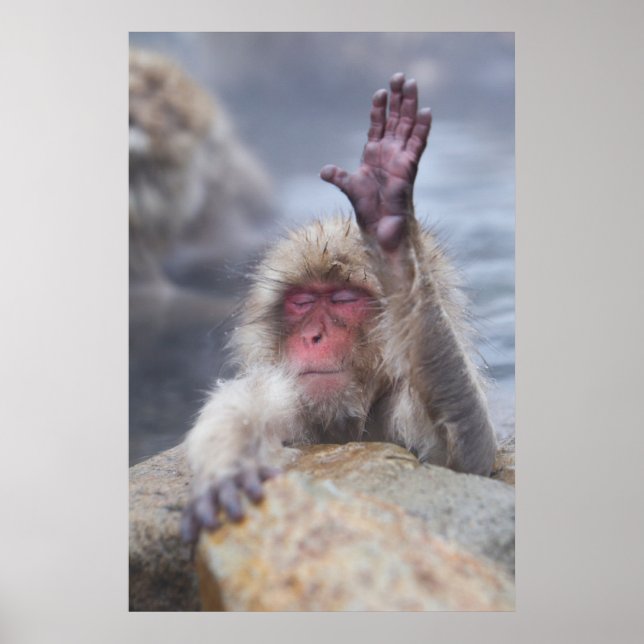 Cutest Baby Animals | Snow Monkey Face Poster (Front)