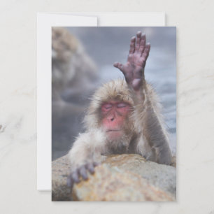 Cutest Baby Animals   Snow Monkey Face Thank You Card