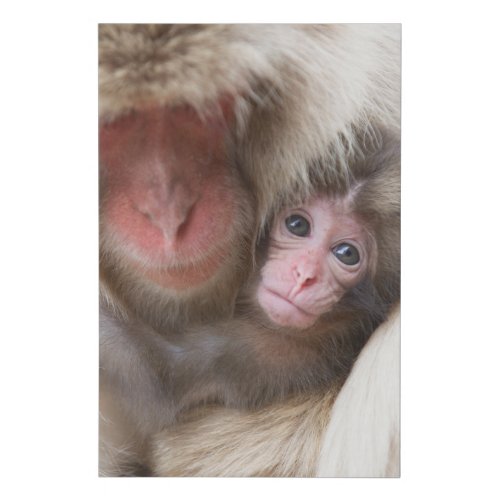 Cutest Baby Animals  Snow Monkey Faux Canvas Print