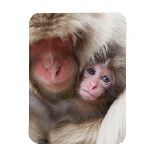 Cutest Baby Animals  Snow Monkey Magnet