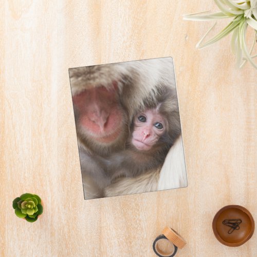 Cutest Baby Animals  Snow Monkey Mini Binder