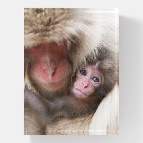 Cutest Baby Animals  Snow Monkey Paperweight