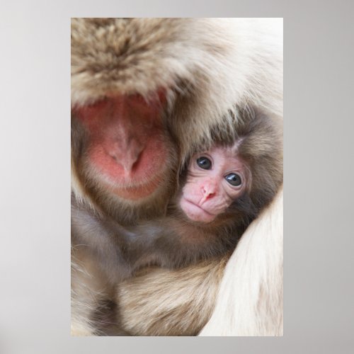 Cutest Baby Animals  Snow Monkey Poster