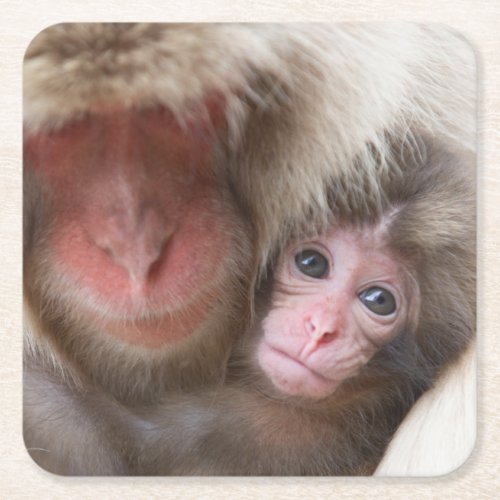 Cutest Baby Animals  Snow Monkey Square Paper Coaster