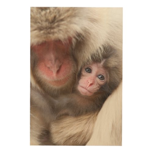 Cutest Baby Animals  Snow Monkey Wood Wall Art