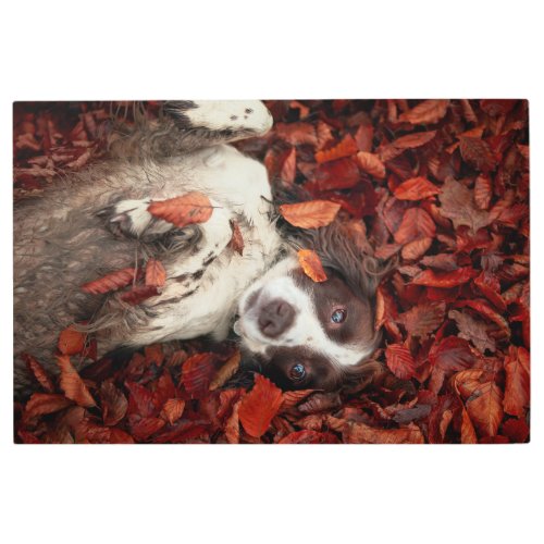 Cutest Baby Animals  Spaniel in Autumn Leaves Metal Print