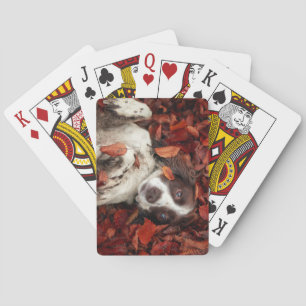 Cutest Baby Animals   Spaniel in Autumn Leaves Poker Cards