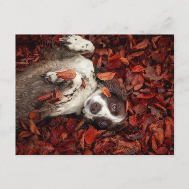 Cutest Baby Animals | Spaniel in Autumn Leaves Postcard (Front)