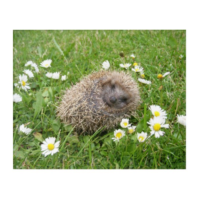 Cutest Baby Animals | Spanish Hedgehog Acrylic Print (Front)