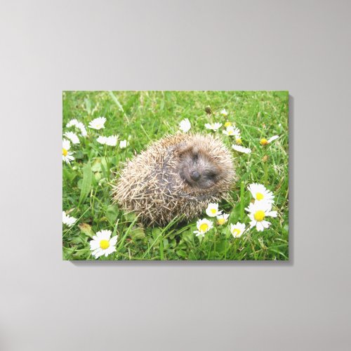 Cutest Baby Animals  Spanish Hedgehog Canvas Print