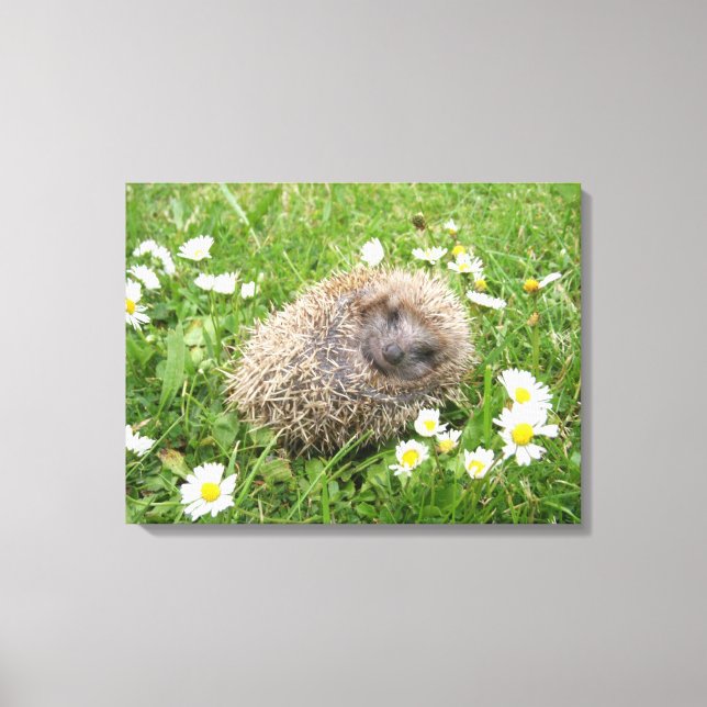Cutest Baby Animals | Spanish Hedgehog Canvas Print (Front)