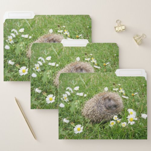 Cutest Baby Animals  Spanish Hedgehog File Folder
