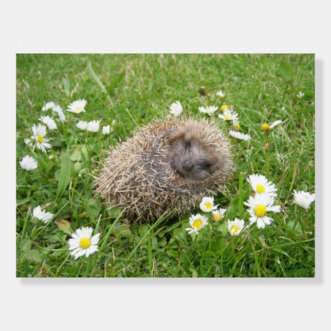 Cutest Baby Animals | Spanish Hedgehog Foam Board (Front)