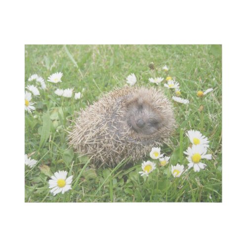 Cutest Baby Animals  Spanish Hedgehog Gallery Wrap