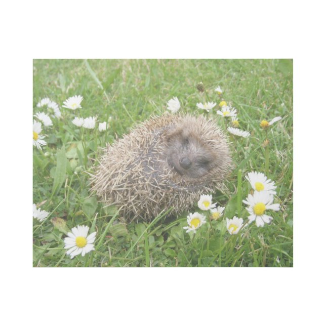 Cutest Baby Animals | Spanish Hedgehog Gallery Wrap (Front)