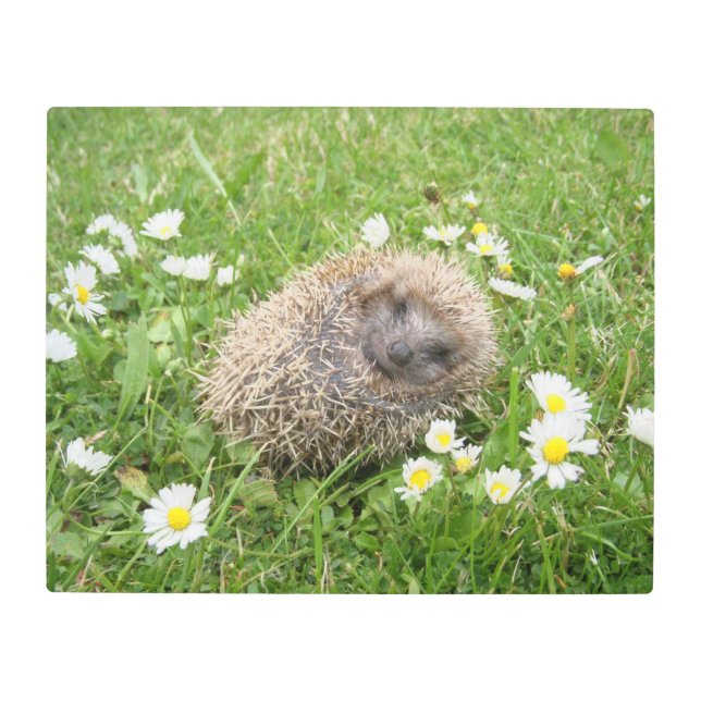 Cutest Baby Animals | Spanish Hedgehog Metal Print (Front)