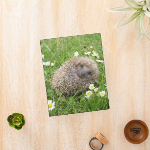 Cutest Baby Animals Spanish Hedgehog Mini Binder