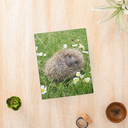 Cutest Baby Animals  Spanish Hedgehog Mini Binder