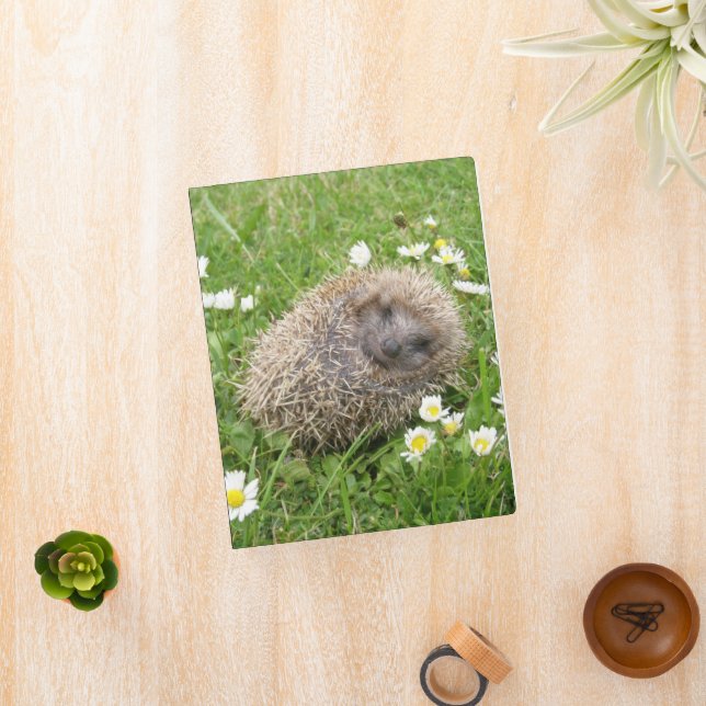 Cutest Baby Animals | Spanish Hedgehog Mini Binder (InSitu)