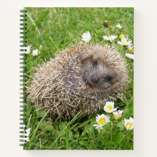Cutest Baby Animals  Spanish Hedgehog Notebook