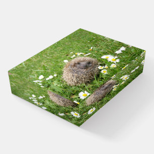 Cutest Baby Animals Spanish Hedgehog Paperweight