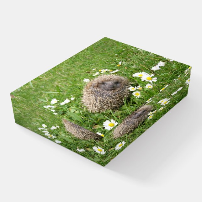 Cutest Baby Animals | Spanish Hedgehog Paperweight (Angled)