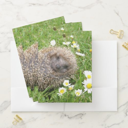 Cutest Baby Animals  Spanish Hedgehog Pocket Folder