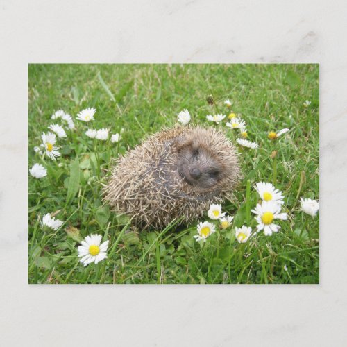 Cutest Baby Animals  Spanish Hedgehog Postcard
