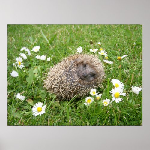 Cutest Baby Animals  Spanish Hedgehog Poster