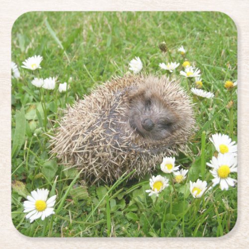 Cutest Baby Animals  Spanish Hedgehog Square Paper Coaster