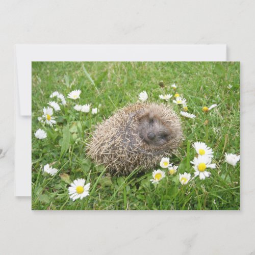 Cutest Baby Animals  Spanish Hedgehog Thank You Card